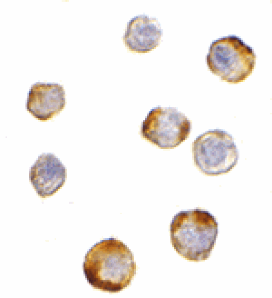 Immunocytochemistry - TRIM25 Antibody from Signalway Antibody (24571) - Antibodies.com