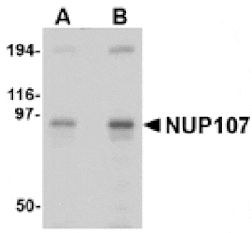 Western blot - NUP107 Antibody from Signalway Antibody (24720) - Antibodies.com