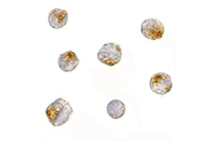 Immunocytochemistry - NUP107 Antibody from Signalway Antibody (24720) - Antibodies.com