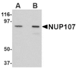 Western blot - NUP107 Antibody from Signalway Antibody (24721) - Antibodies.com