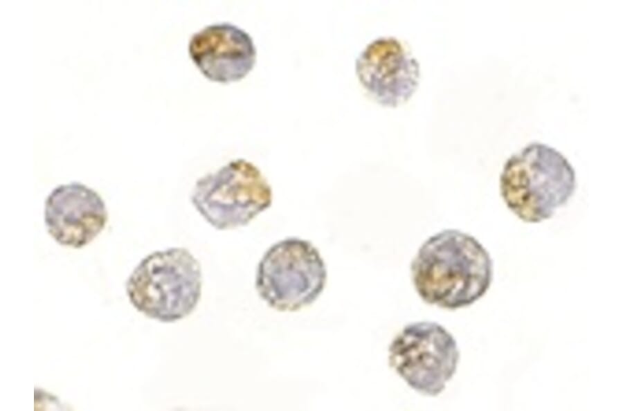 Immunocytochemistry - NUP107 Antibody from Signalway Antibody (24721) - Antibodies.com