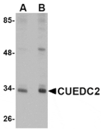 Western blot - CUEDC2 Antibody from Signalway Antibody (24771) - Antibodies.com