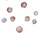 Immunocytochemistry - CUEDC2 Antibody from Signalway Antibody (24771) - Antibodies.com