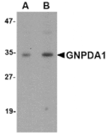 Western blot - GNPDA1 Antibody from Signalway Antibody (24845) - Antibodies.com