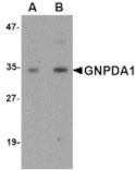 Western blot - GNPDA1 Antibody from Signalway Antibody (24845) - Antibodies.com