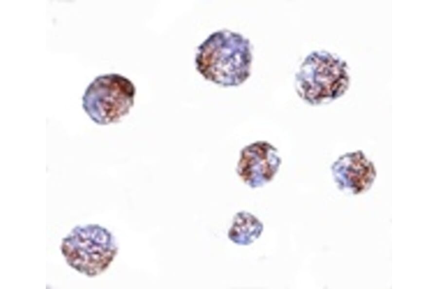 Immunocytochemistry - GNPDA1 Antibody from Signalway Antibody (24845) - Antibodies.com