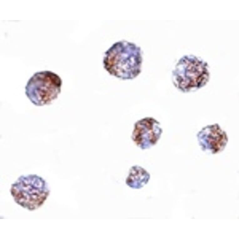Immunocytochemistry - GNPDA1 Antibody from Signalway Antibody (24845) - Antibodies.com