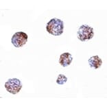 Immunocytochemistry - GNPDA1 Antibody from Signalway Antibody (24845) - Antibodies.com