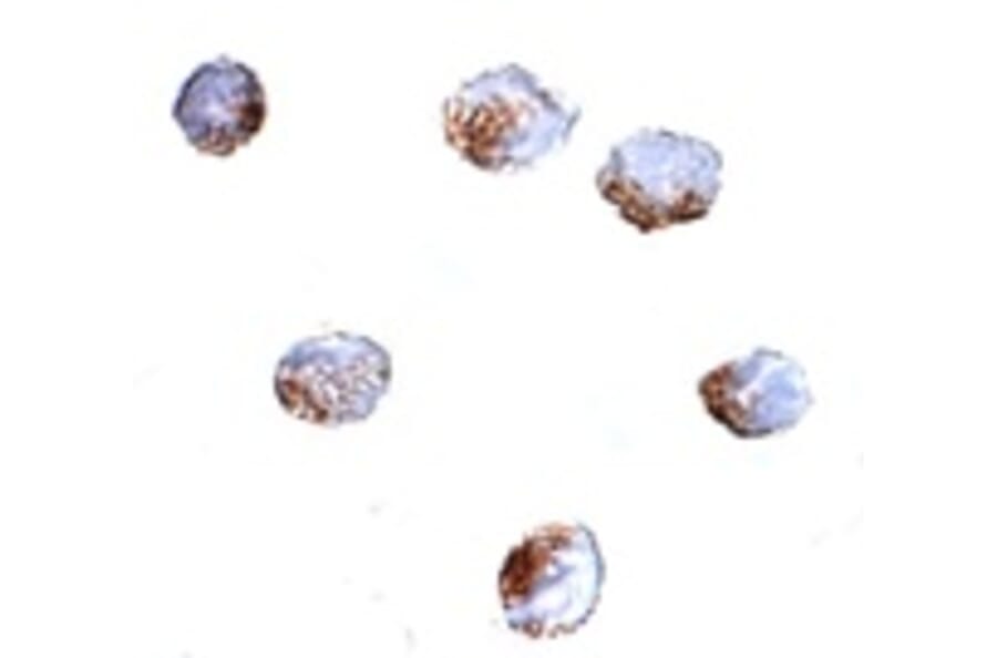 Immunocytochemistry - GNPDA2 Antibody from Signalway Antibody (24849) - Antibodies.com