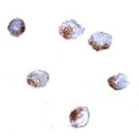 Immunocytochemistry - GNPDA2 Antibody from Signalway Antibody (24849) - Antibodies.com