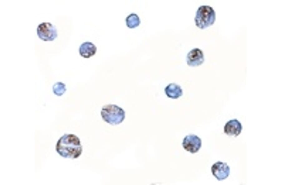 Immunocytochemistry - Norrin Antibody from Signalway Antibody (24872) - Antibodies.com