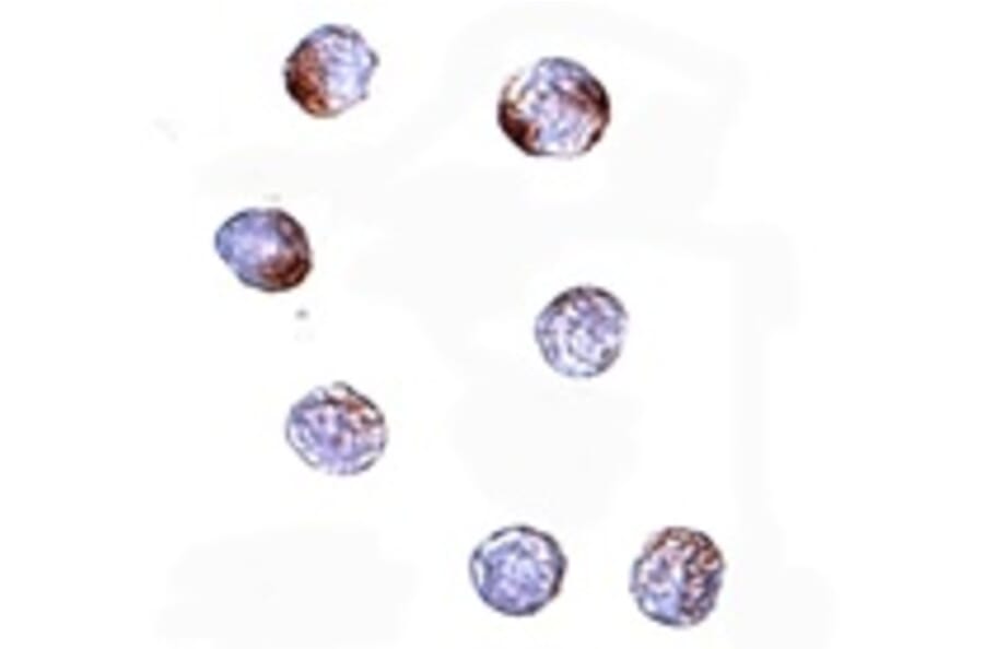 Immunocytochemistry - KLHL15 Antibody from Signalway Antibody (24914) - Antibodies.com