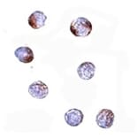 Immunocytochemistry - KLHL15 Antibody from Signalway Antibody (24914) - Antibodies.com