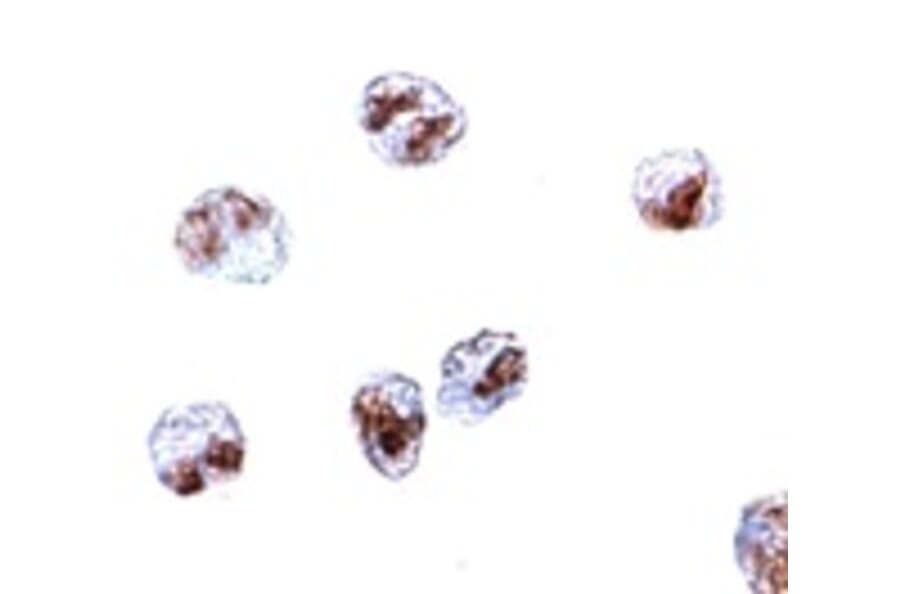 Immunocytochemistry - SCARA5 Antibody from Signalway Antibody (24930) - Antibodies.com