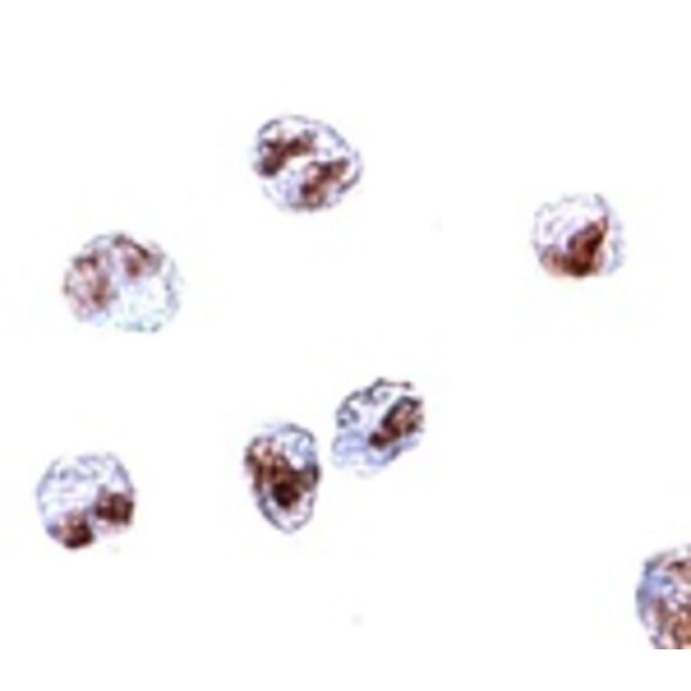 Immunocytochemistry - SCARA5 Antibody from Signalway Antibody (24930) - Antibodies.com