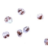 Immunocytochemistry - SCARA5 Antibody from Signalway Antibody (24930) - Antibodies.com