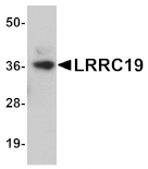 Western blot - LRRC19 Antibody from Signalway Antibody (25072) - Antibodies.com