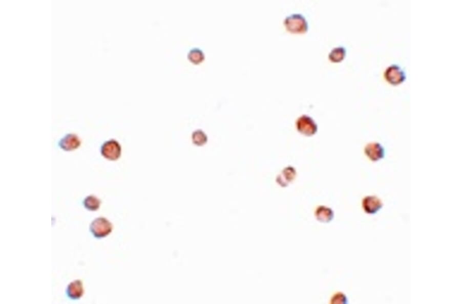 Immunocytochemistry - LRRC19 Antibody from Signalway Antibody (25072) - Antibodies.com