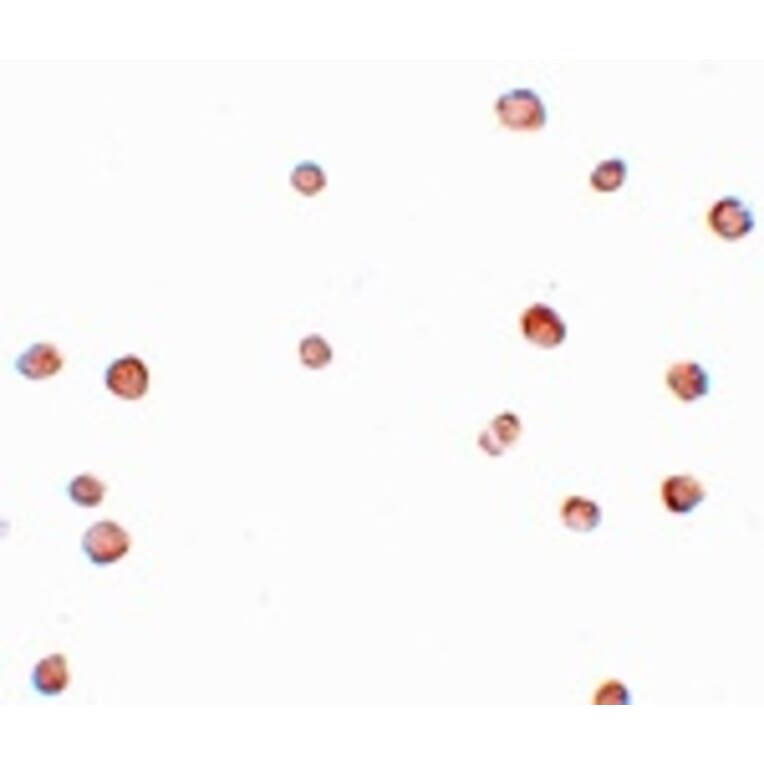 Immunocytochemistry - LRRC19 Antibody from Signalway Antibody (25072) - Antibodies.com