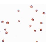 Immunocytochemistry - LRRC19 Antibody from Signalway Antibody (25072) - Antibodies.com