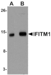 Western blot - IFITM1 Antibody from Signalway Antibody (25136) - Antibodies.com