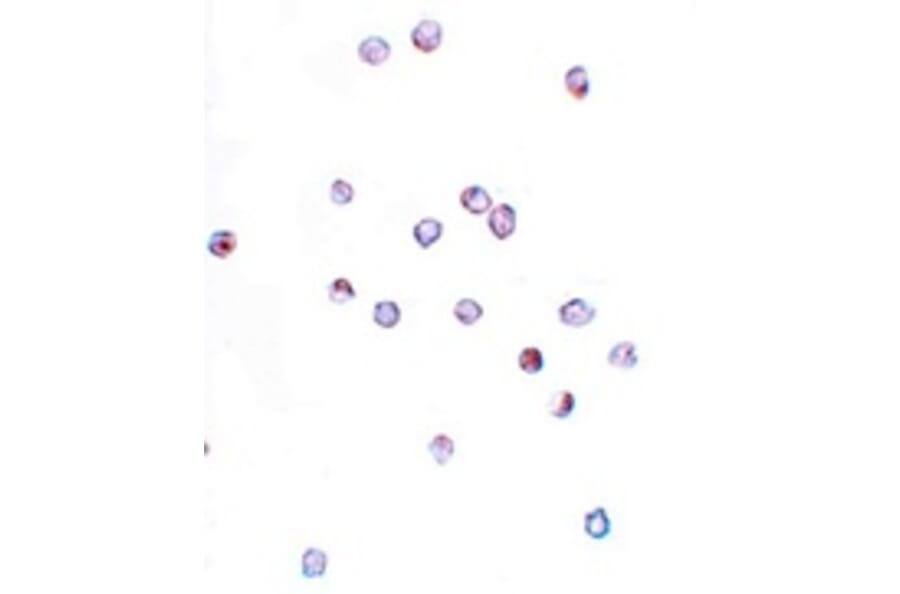 Immunocytochemistry - IFITM1 Antibody from Signalway Antibody (25136) - Antibodies.com