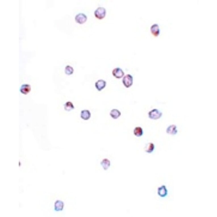 Immunocytochemistry - IFITM1 Antibody from Signalway Antibody (25136) - Antibodies.com