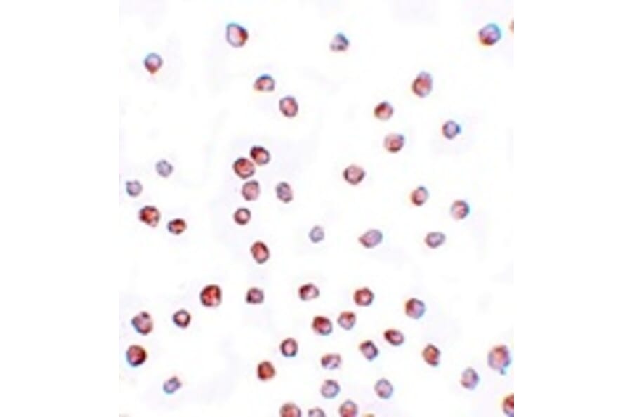 Immunocytochemistry - SCUBE1 Antibody from Signalway Antibody (25152) - Antibodies.com