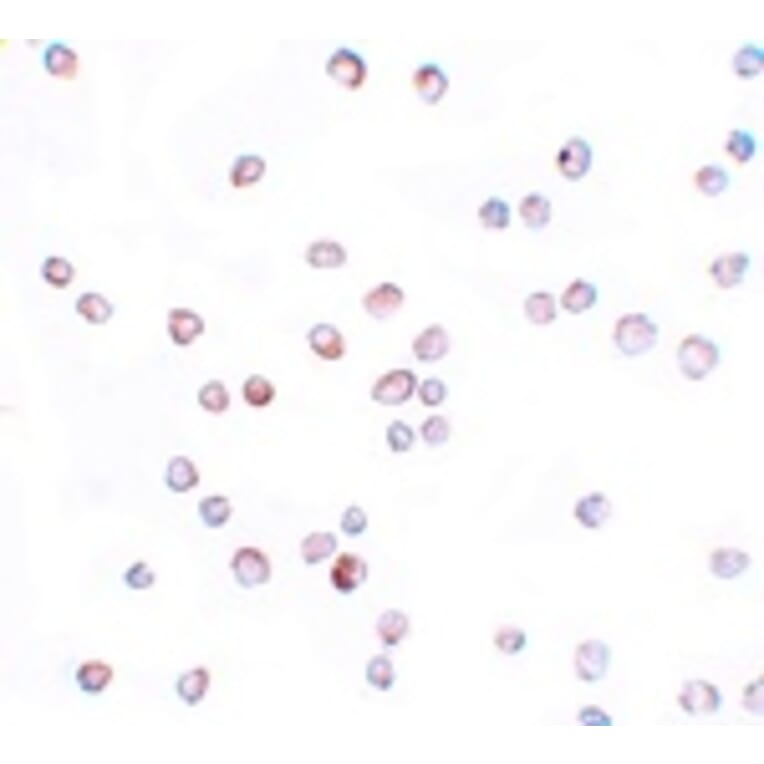 Immunocytochemistry - SCUBE2 Antibody from Signalway Antibody (25153) - Antibodies.com