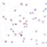 Immunocytochemistry - SCUBE2 Antibody from Signalway Antibody (25153) - Antibodies.com