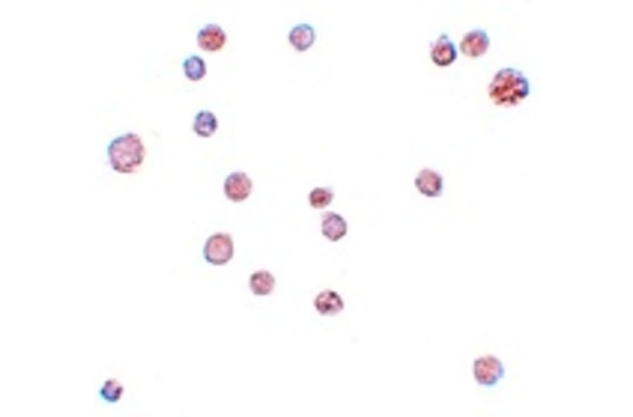 Immunocytochemistry - ATP11A Antibody from Signalway Antibody (25157) - Antibodies.com