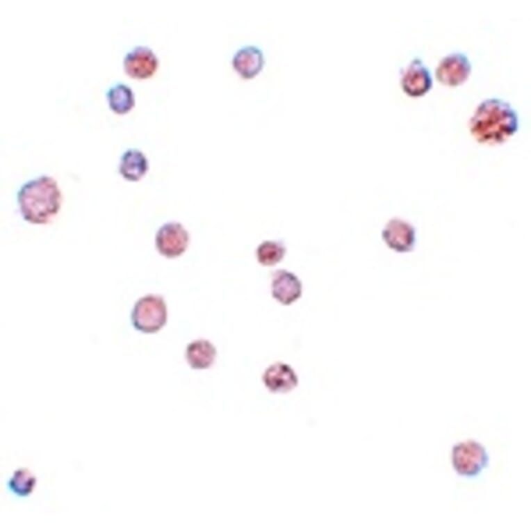 Immunocytochemistry - ATP11A Antibody from Signalway Antibody (25157) - Antibodies.com