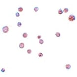 Immunocytochemistry - ATP11A Antibody from Signalway Antibody (25157) - Antibodies.com