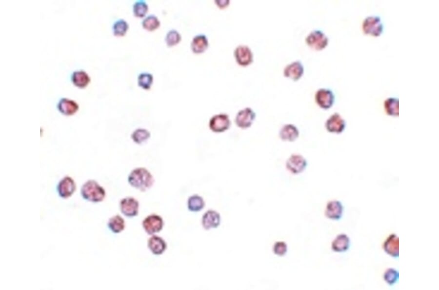 Immunocytochemistry - ATP11B Antibody from Signalway Antibody (25158) - Antibodies.com