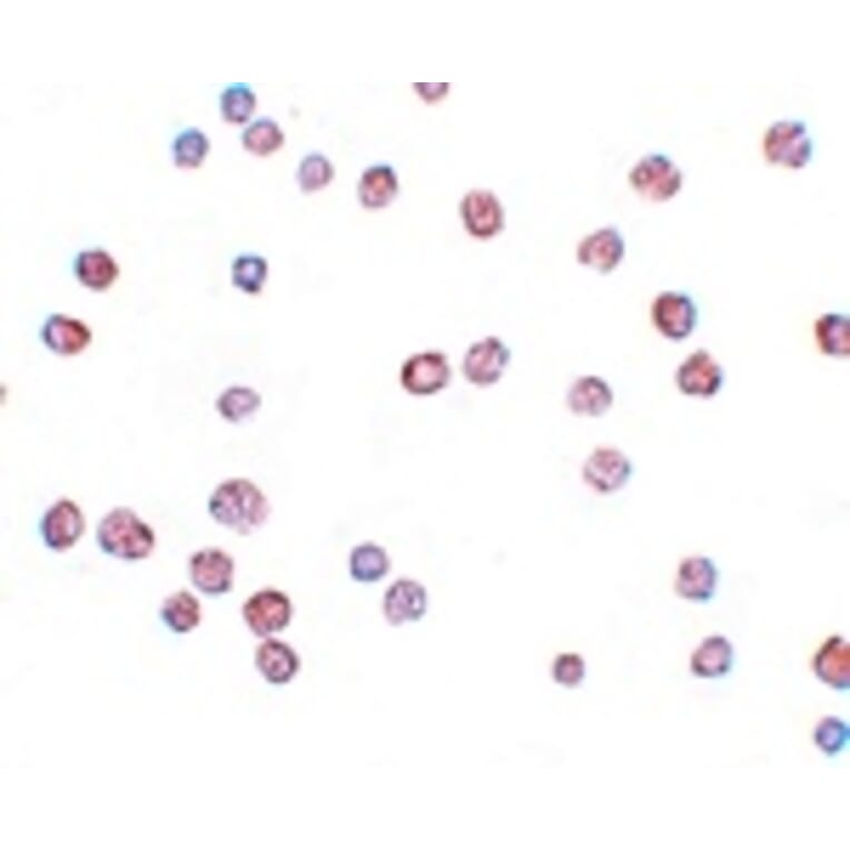 Immunocytochemistry - ATP11B Antibody from Signalway Antibody (25158) - Antibodies.com