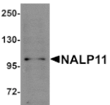 Western blot - NALP11 Antibody from Signalway Antibody (25185) - Antibodies.com