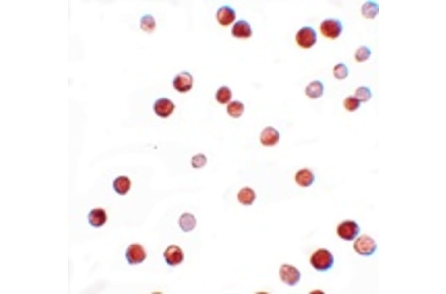 Immunocytochemistry - NALP11 Antibody from Signalway Antibody (25185) - Antibodies.com