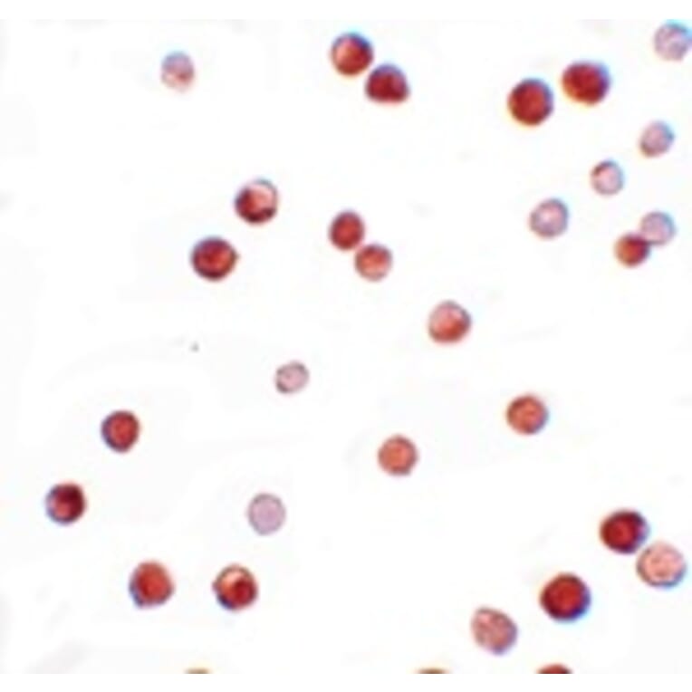 Immunocytochemistry - NALP11 Antibody from Signalway Antibody (25185) - Antibodies.com