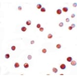 Immunocytochemistry - NALP11 Antibody from Signalway Antibody (25185) - Antibodies.com