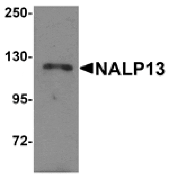 Western blot - NALP13 Antibody from Signalway Antibody (25187) - Antibodies.com