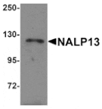 Western blot - NALP13 Antibody from Signalway Antibody (25187) - Antibodies.com