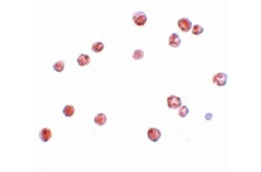 Immunocytochemistry - NALP13 Antibody from Signalway Antibody (25187) - Antibodies.com