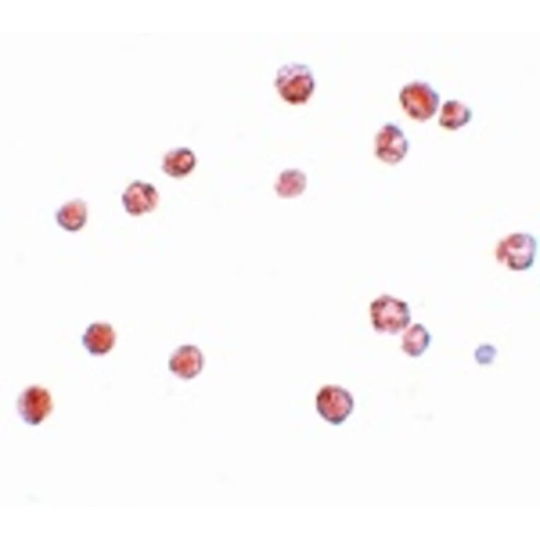 Immunocytochemistry - NALP13 Antibody from Signalway Antibody (25187) - Antibodies.com