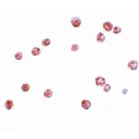 Immunocytochemistry - NALP13 Antibody from Signalway Antibody (25187) - Antibodies.com