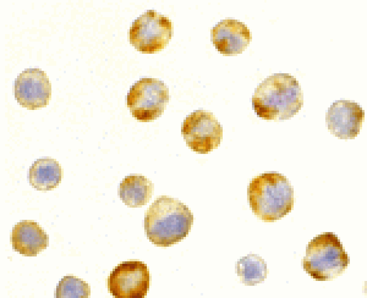 Immunocytochemistry - RAIDD Antibody from Signalway Antibody (24010) - Antibodies.com