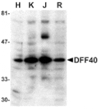 Western blot - DFF40 Antibody from Signalway Antibody (24060) - Antibodies.com