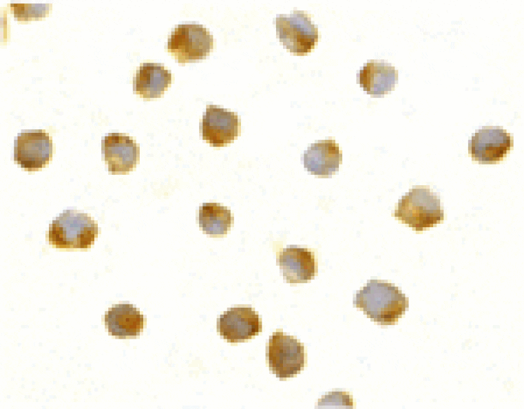 Immunocytochemistry - DFF40 Antibody from Signalway Antibody (24060) - Antibodies.com