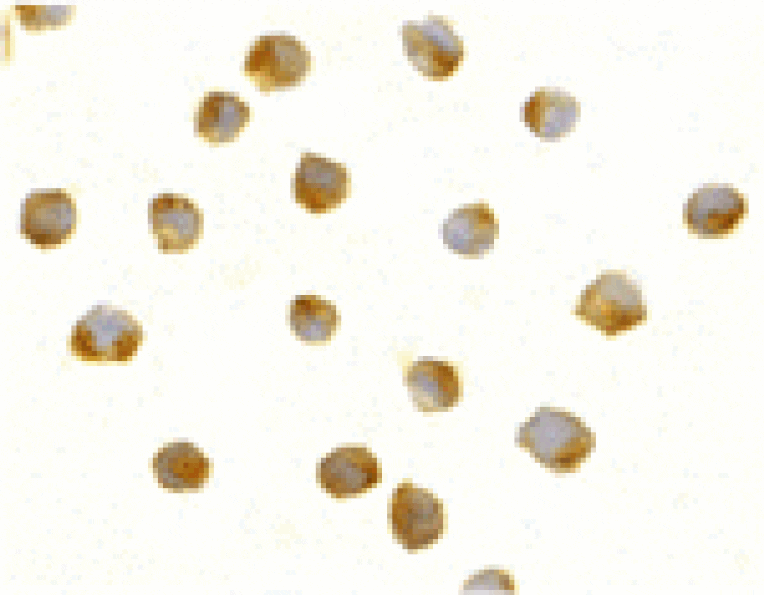 Immunocytochemistry - DFF40 Antibody from Signalway Antibody (24060) - Antibodies.com