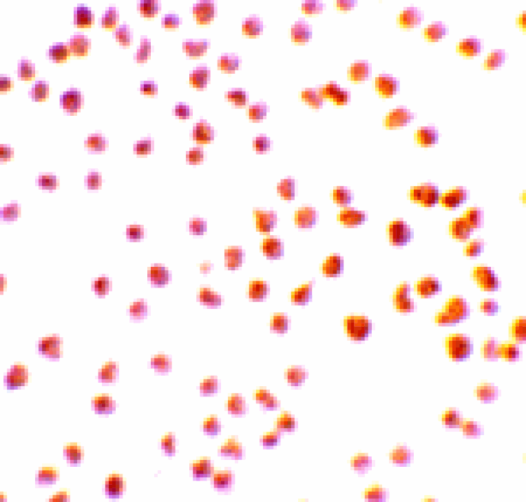 Immunocytochemistry - DRAK1 Antibody from Signalway Antibody (24073) - Antibodies.com