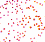 Immunocytochemistry - DRAK1 Antibody from Signalway Antibody (24073) - Antibodies.com